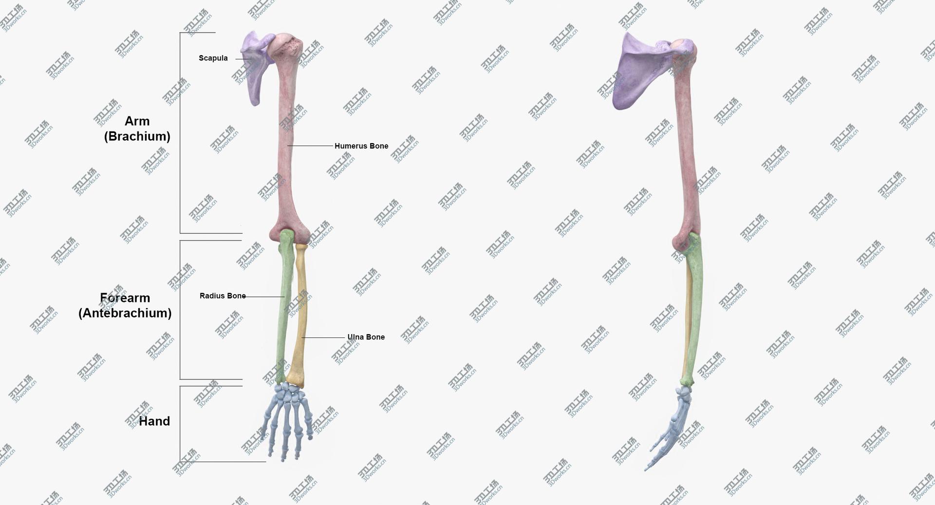 images/goods_img/202104023/Real Human Arm Scapula and Clavicle Bones Anatomy 01 3D model/3.jpg